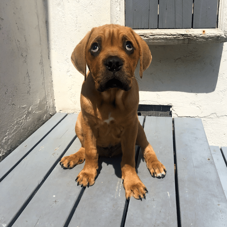 Kobe as puppy
